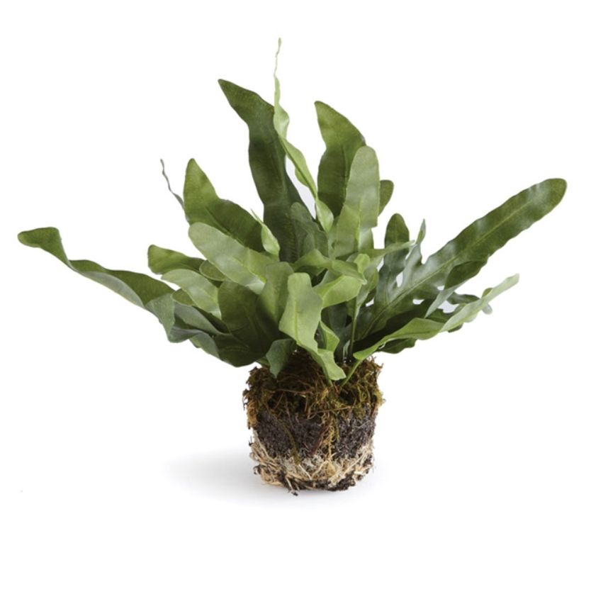 Echeveria Fern Drop-In