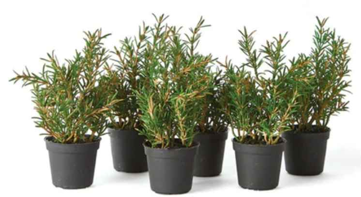 6.5" Rosemary