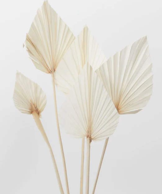 Bleached Palm Spear