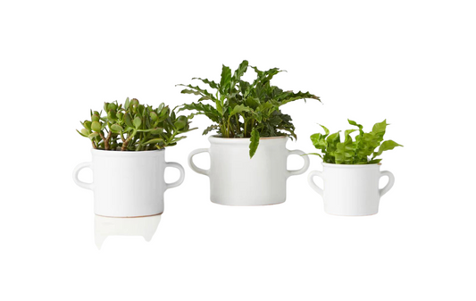 White Italian Olive Jar Planter