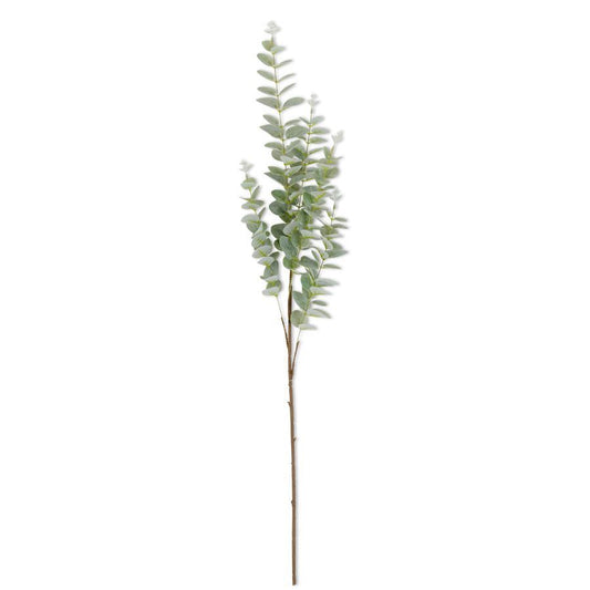36" Gunnii Eucalyptus Stem