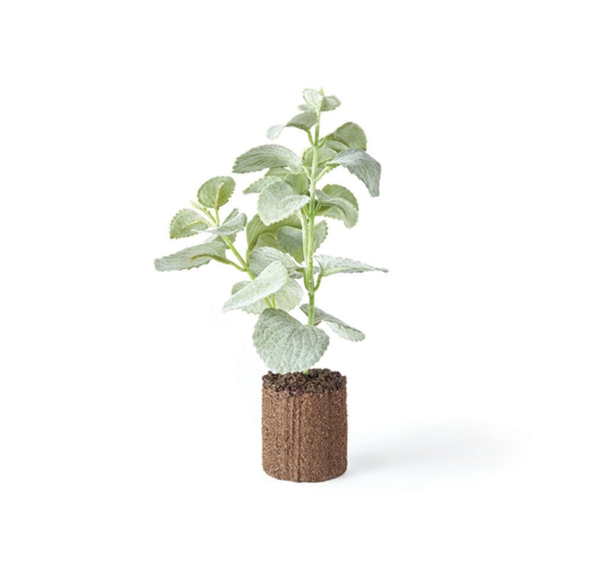 OREGANO DROP-IN 9.5"