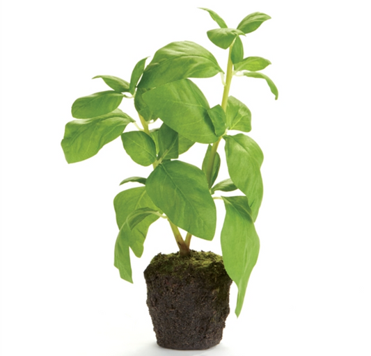 BASIL DROP-IN 9"