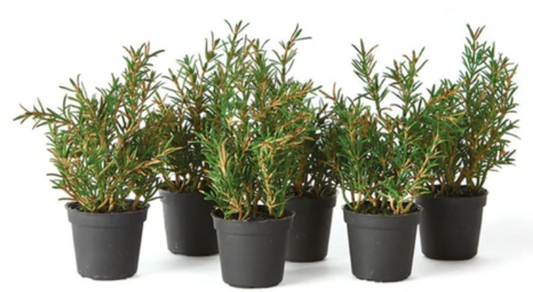 6.5" Rosemary