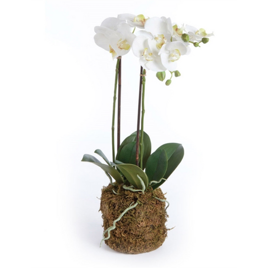 23" Orchid
